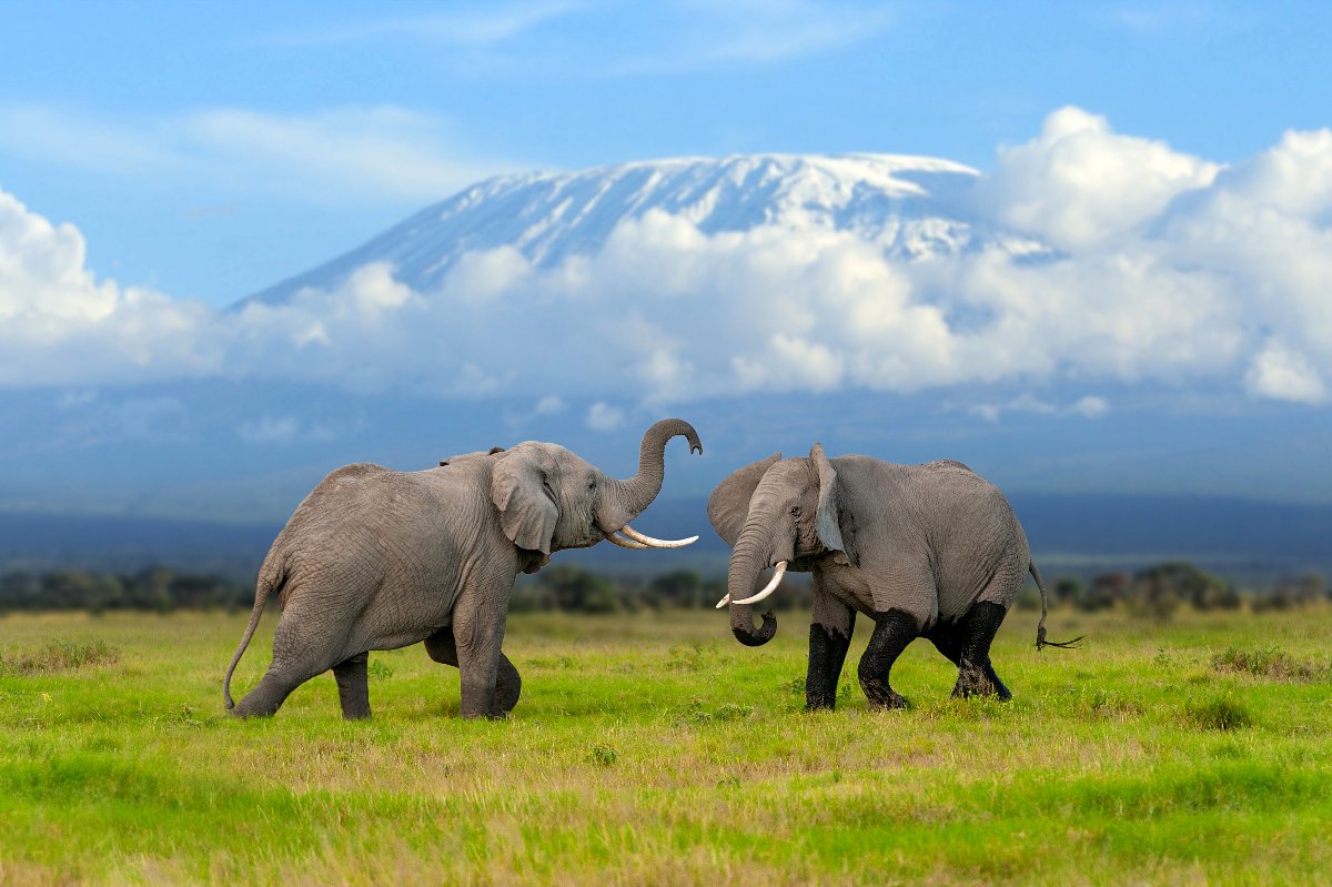 Elephants on the Amboseli plain beneath a snow-capped peak