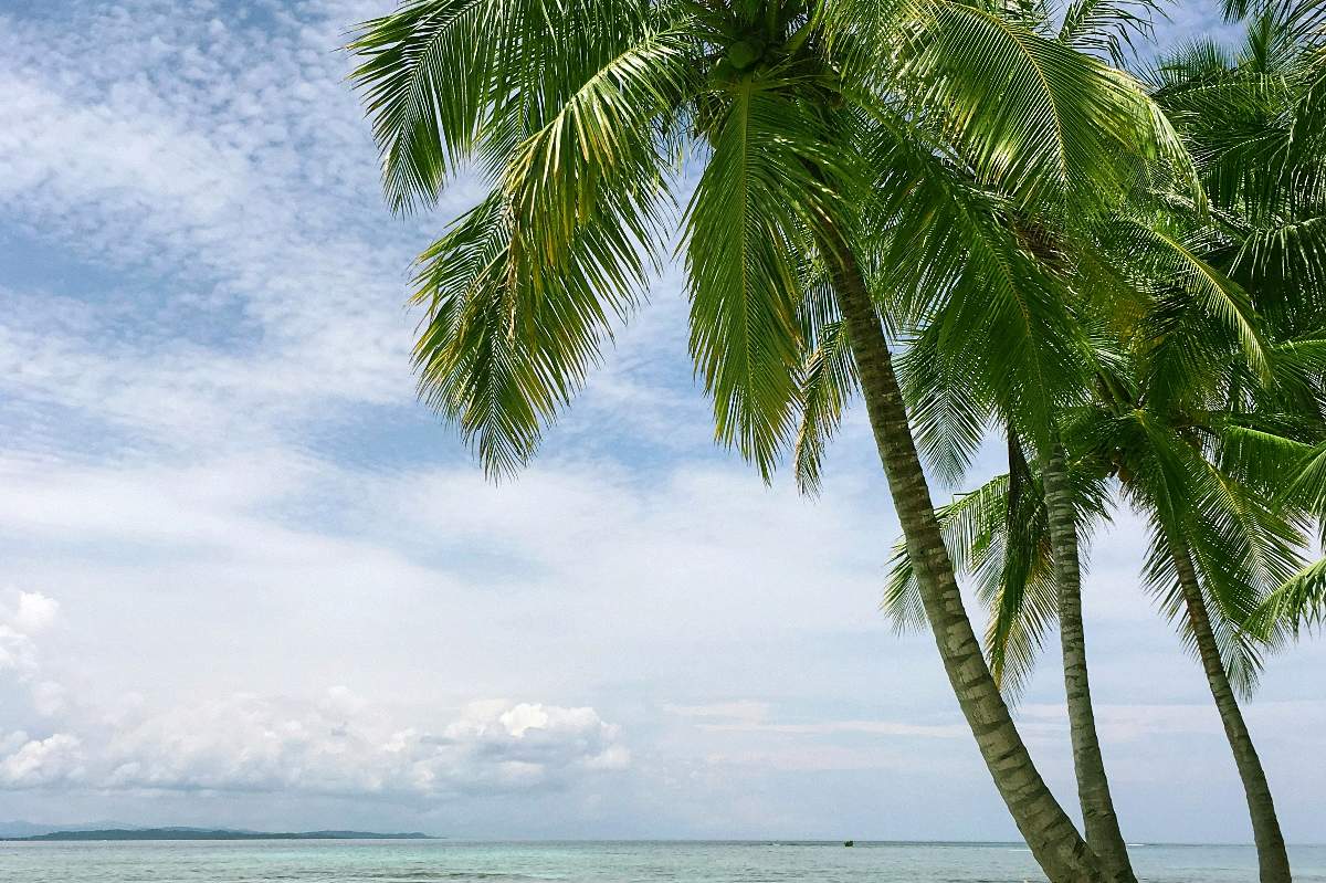 Coconut palms over the white sand of Diani Beach