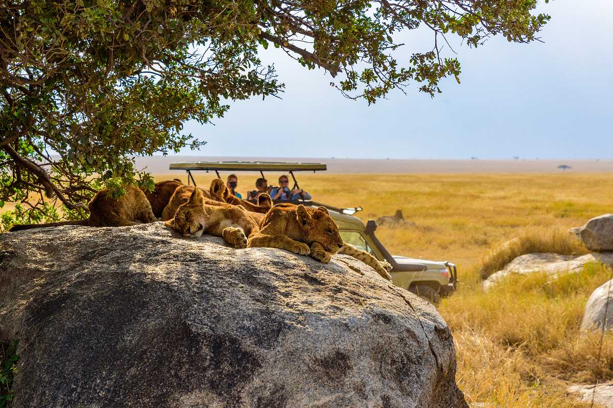 Lions lounging on a sunlit rock in the Maasai Mara