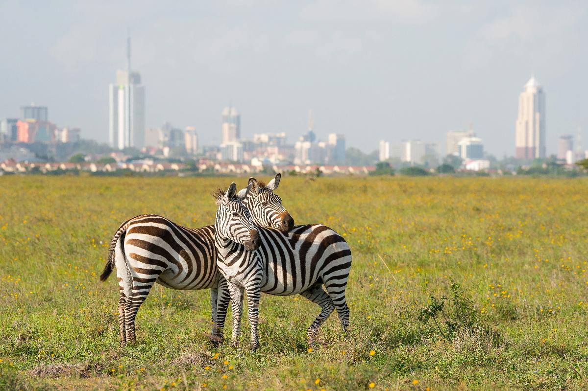 Zebras in a yellow-flowered savanna with the Nairobi skyline behind them